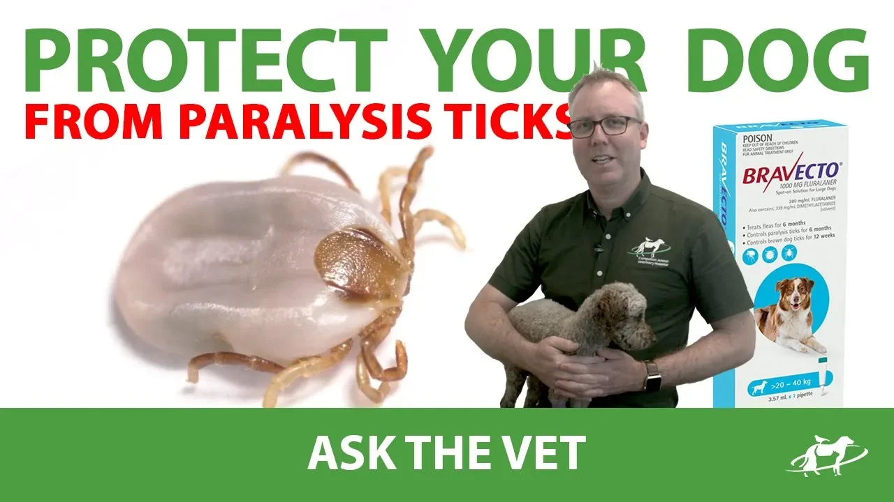 How to Apply Bravecto Spot On for Dogs A Simple Guide Companion Animal Veterinary Hospital