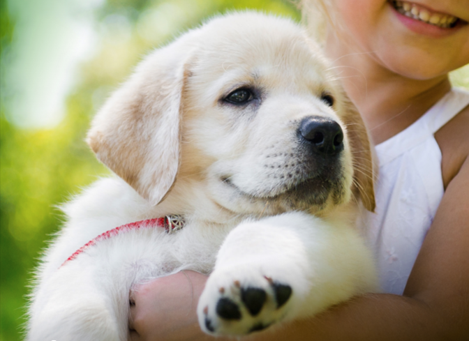 Golden retriever puppy being held a young girl