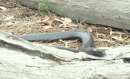 Red bellied black snake