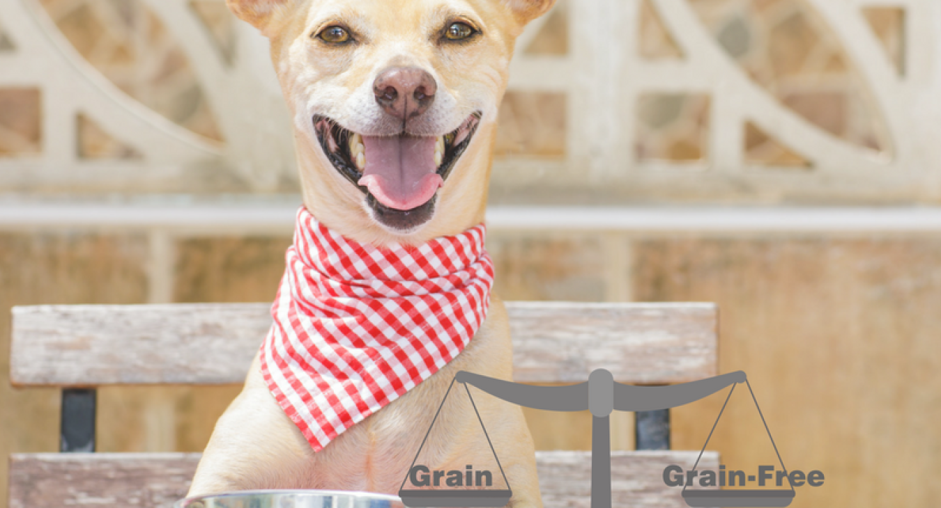Small dog at a table wearing a napkin with a blue food bowl in front of them. There are weigh scales with grain/grainfree on them