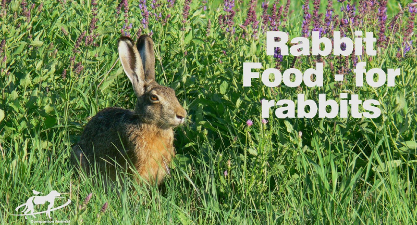 Rabbit in a field: Rabbit food- for rabbits
