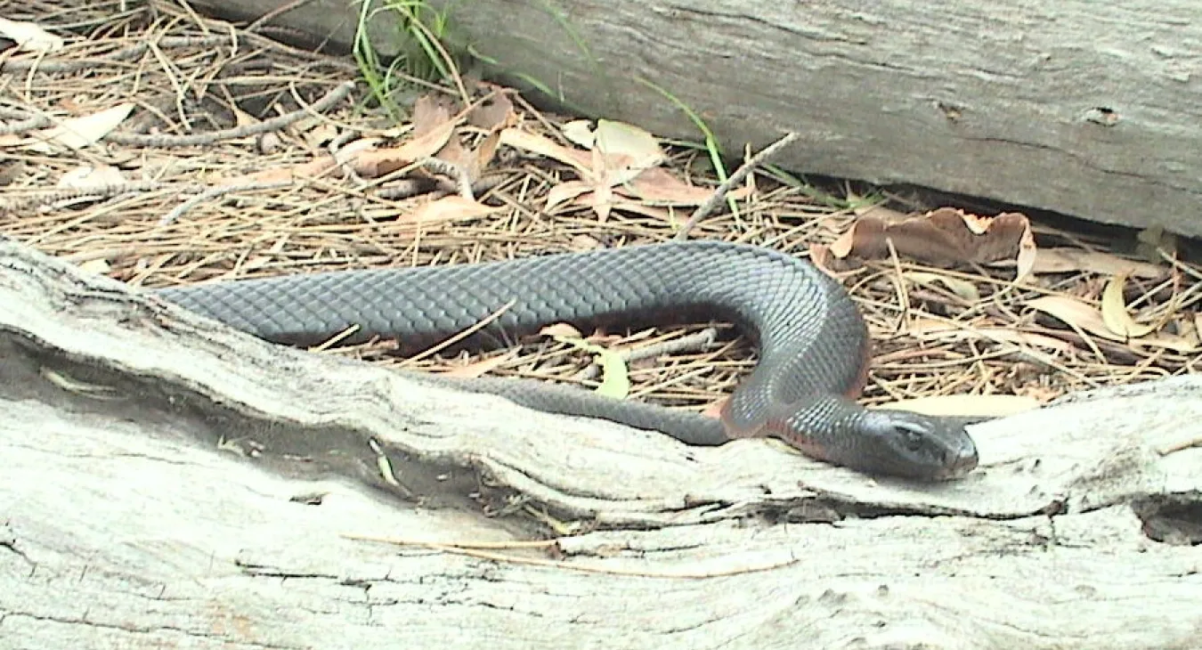 Red bellied black snake
