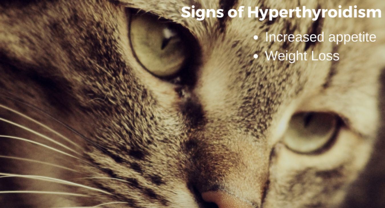 The signs of hyperthyroidism are increased appetite and weight loss. There is an old tabby cat's head looking to the lower right.