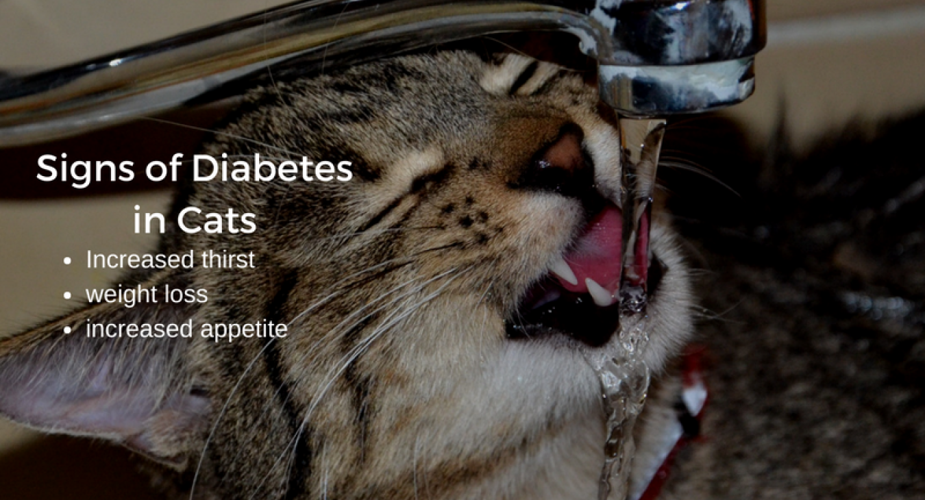 Signs of diabetes in cats, increased thirst, increased appetite and weight loss. There is a tabby cat drinking from a tap