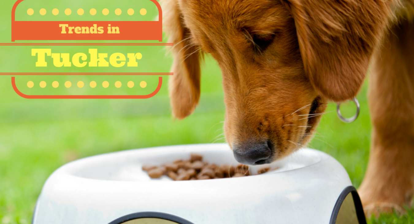 Trends in tucker- a young tan golden retreiver cross eating dry dog food from a white bowl on grass