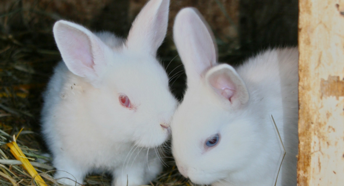 2 white rabbits on straw