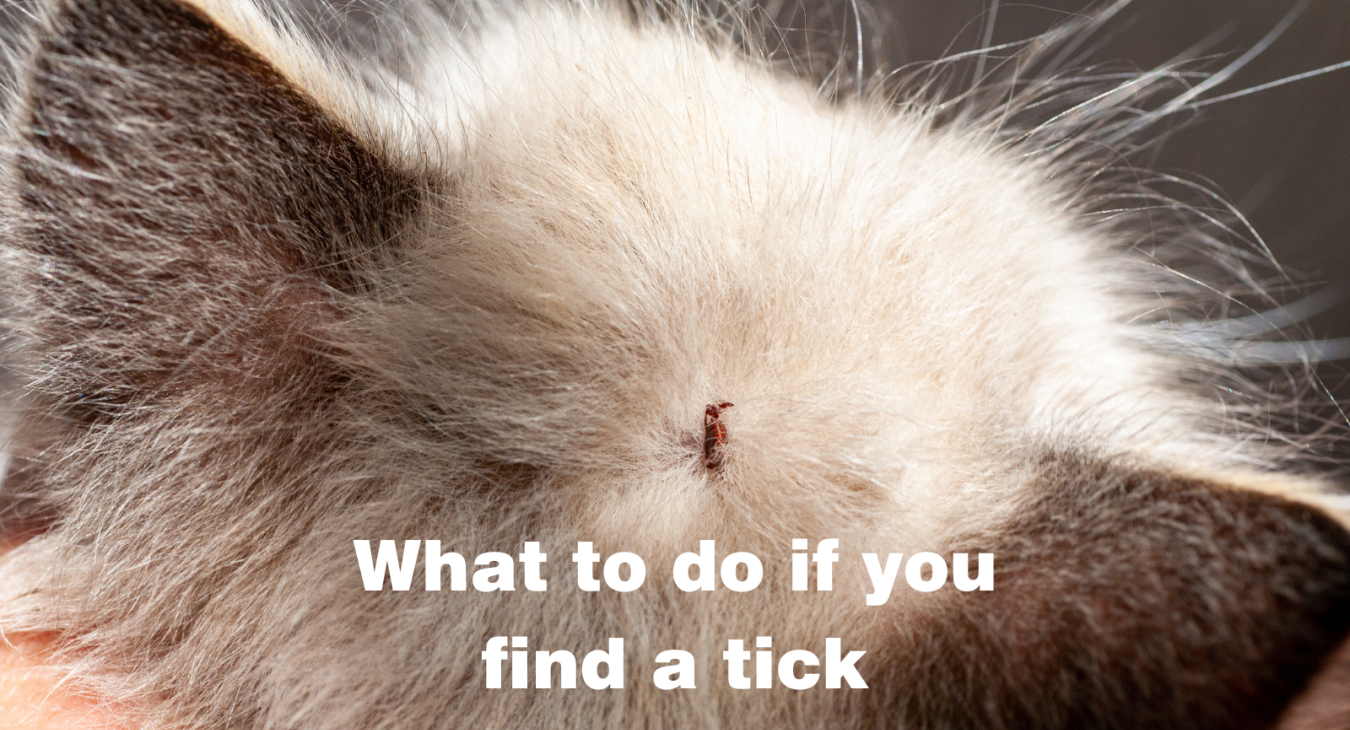 an embedded tick on a cat's head
