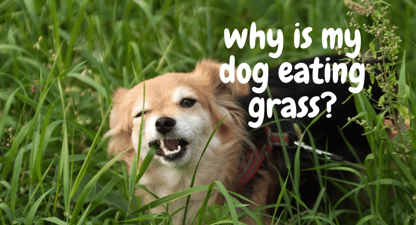 why is my dog eating grass