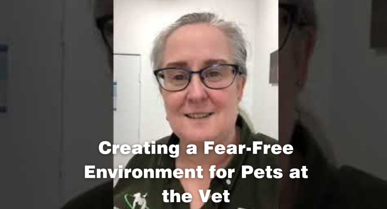 Creating a Fear-Free Environment for Pets at the Vet