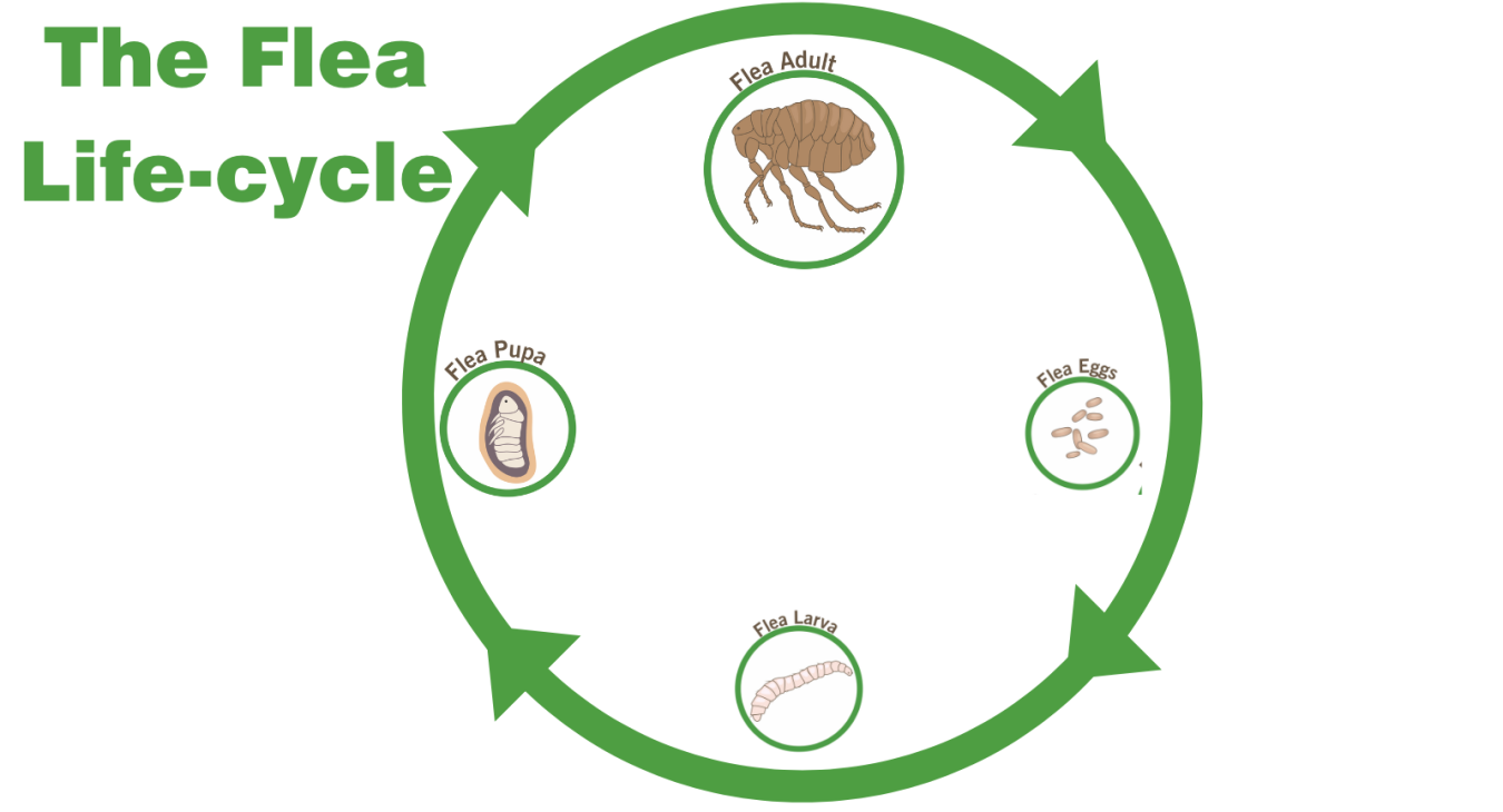 The flea life-cycle