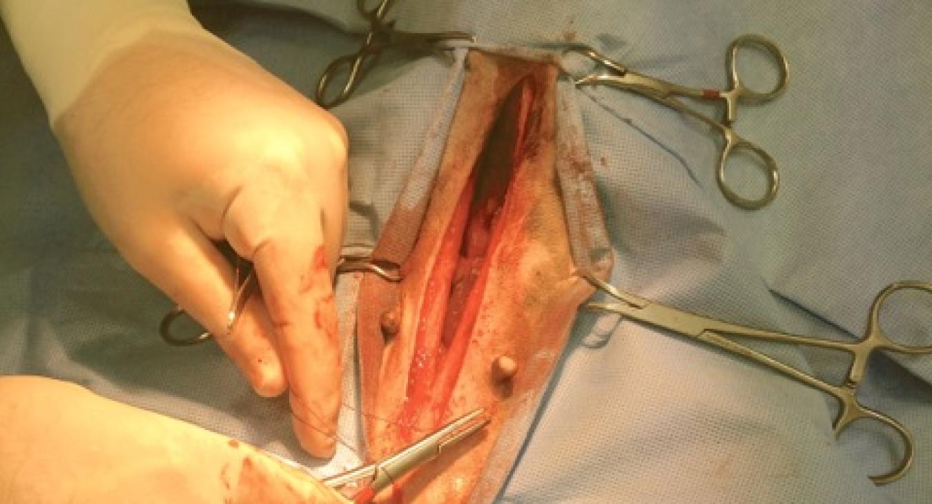 surgical field during pyometra surgery