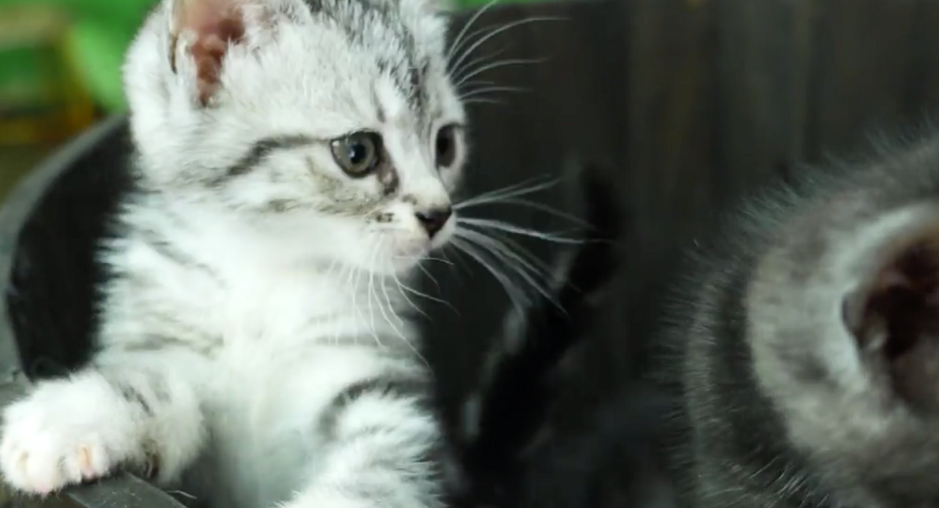 a cute grey kitten