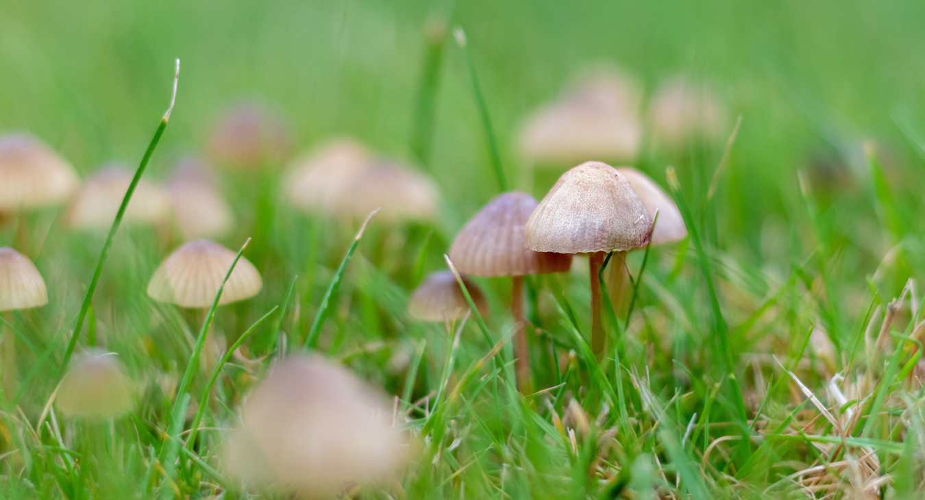 mushrooms growing in the grass