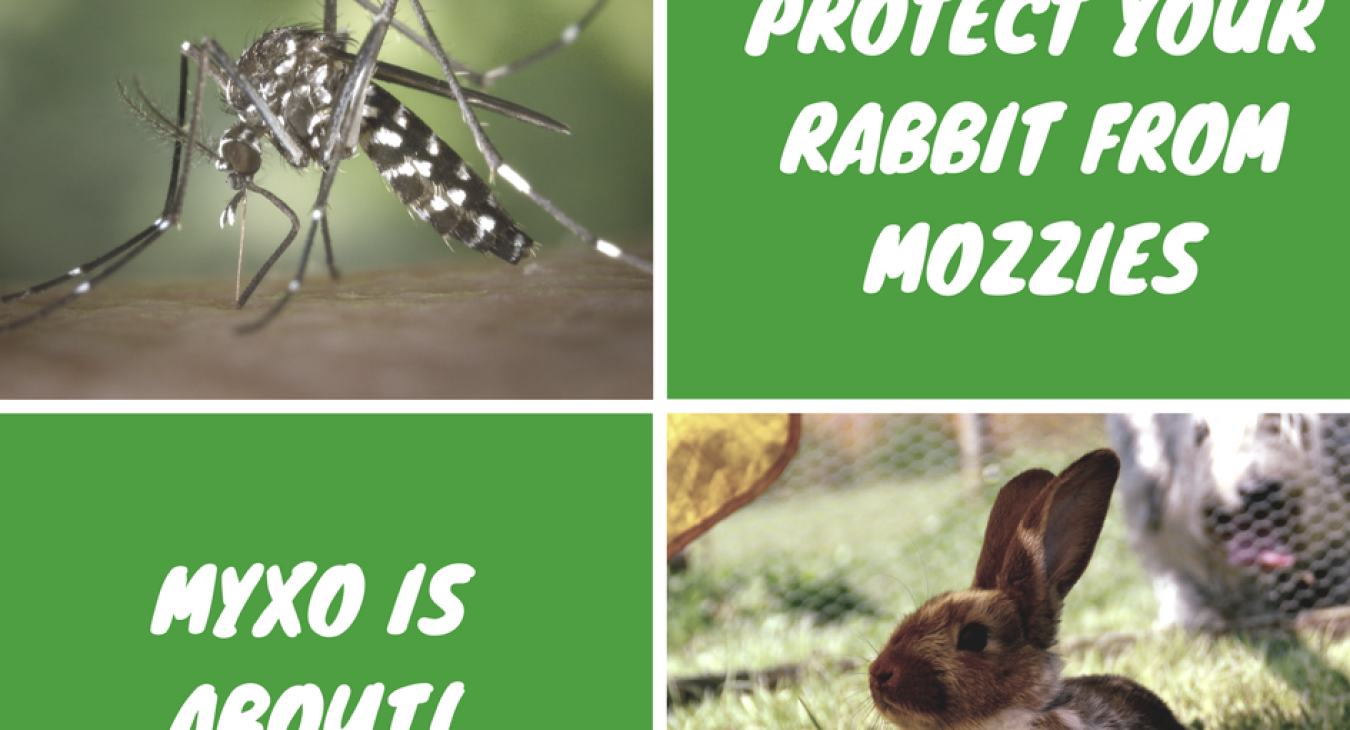 Protect your rabbit from mozzies, myxo is about