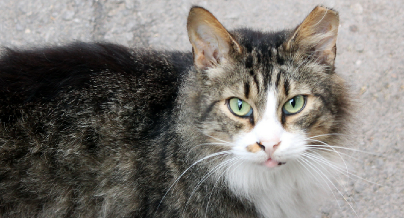 An old tabby cat with a white nose and chest looking up at the camera