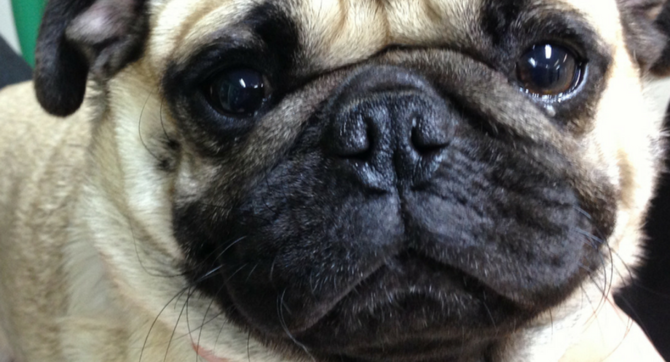 a pug with stenotic nares
