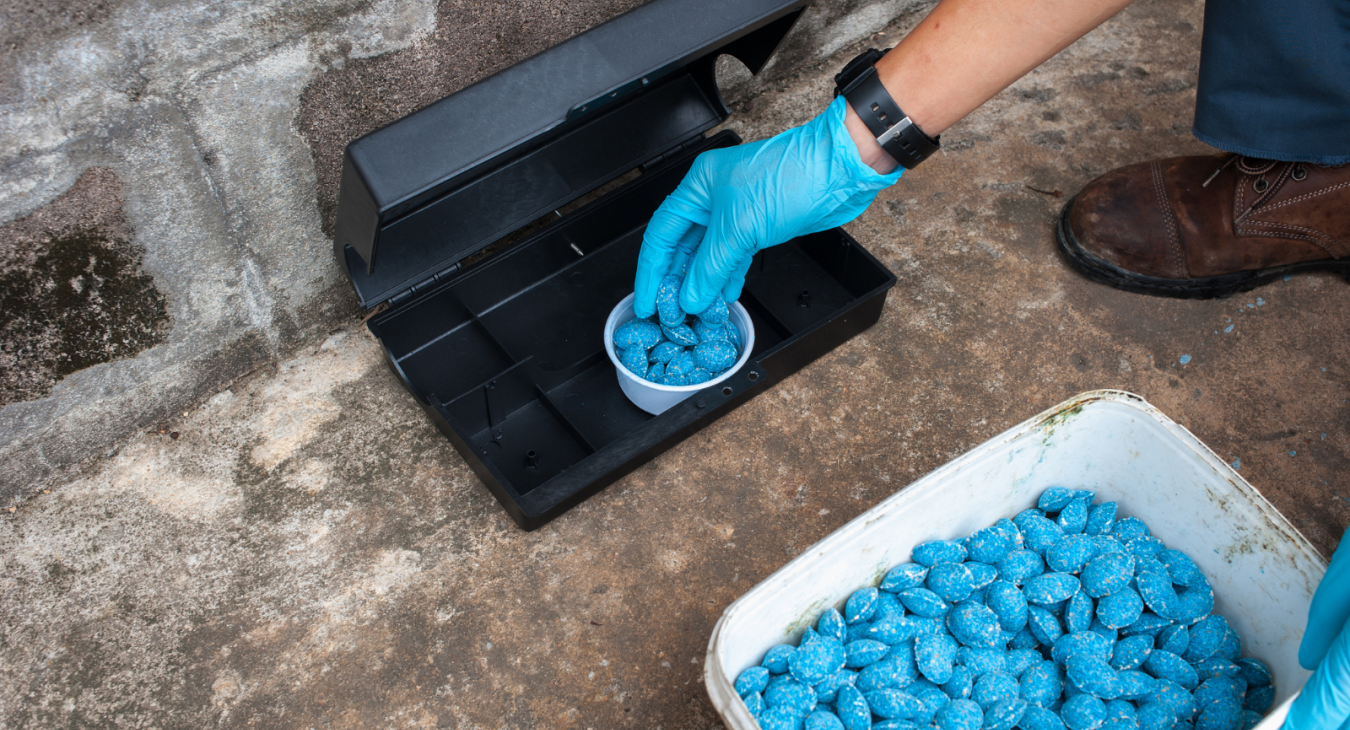 blue rat poison being placed into a contained box