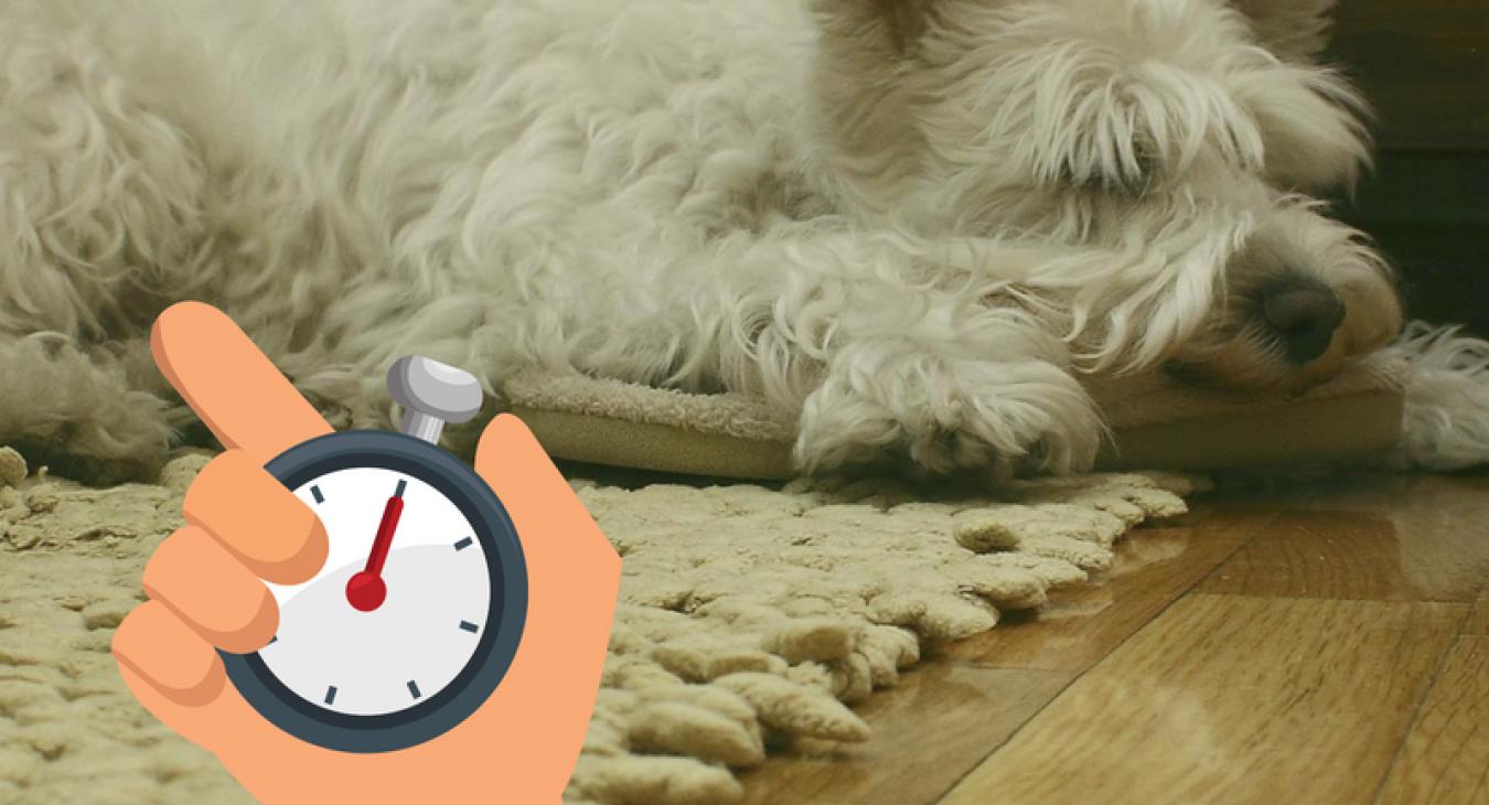 Westie Dog sleeping on a rug on a wooden floor and being timed