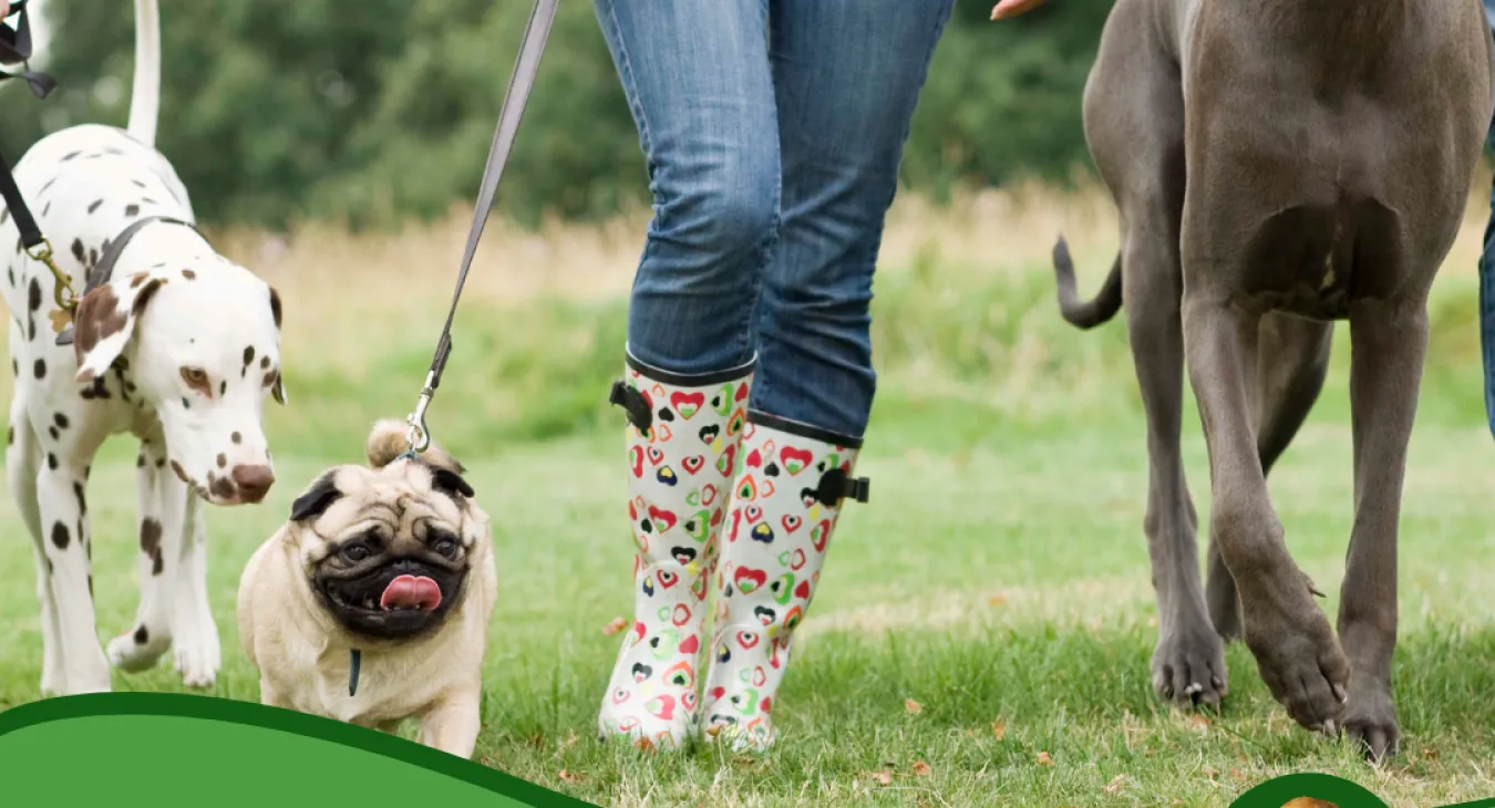 Walk with the vet
