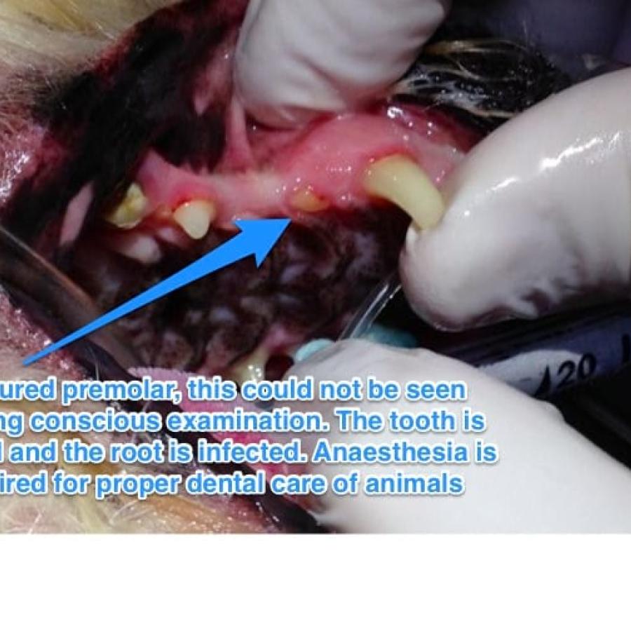 a retained root is visible