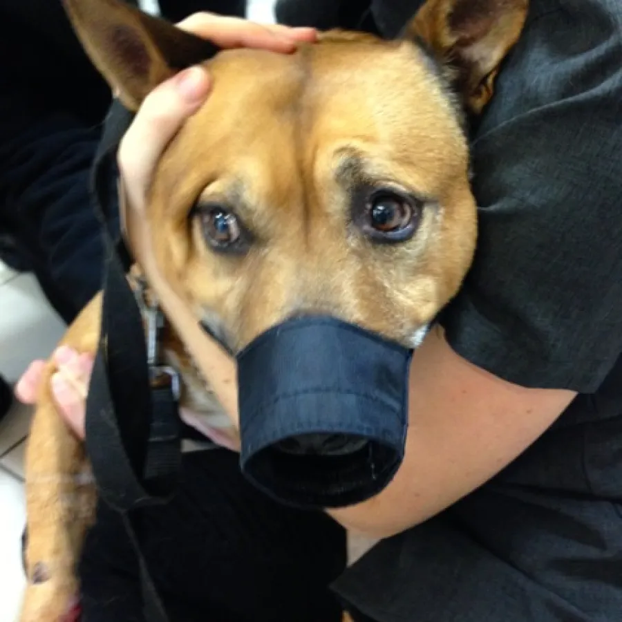 Poor rocky is in pain