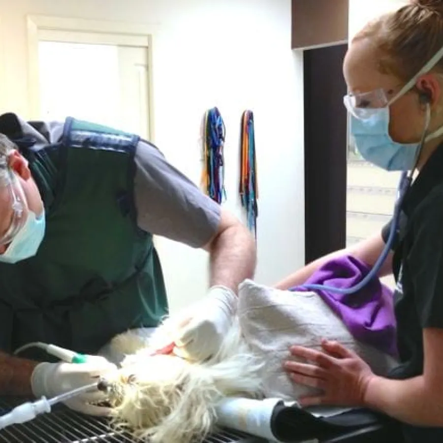 scaling the teeth